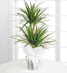 2'li Dracena Bitkisi