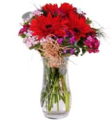 Hüsnüyusuf Kırmızı Gerbera