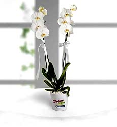 Doğum Günü Tebrikli 2 Dal Phalaenopsis Orkide