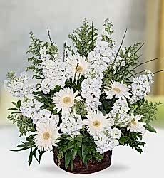 Beyaz Şebboy Gerbera Sepet içerisinde beyaz şebboy ve beyaz gerbera ile hazırlanmıştır.