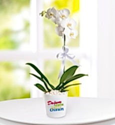 Doğum Günü Tebrikli Phalaenopsis Orkide