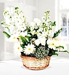 Beyaz Şebboy Gerbera Sepeti Sepet içerisinde kokulu beyaz şebboylar, beyaz gül, beyaz gerbera, cipsofilya ve yeşillikler ile hazırlanmıştır.