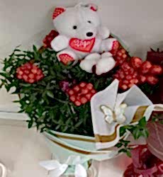 Kokina Ayıcıklı