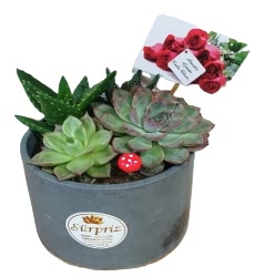 Teraryumlar (Terrarium)