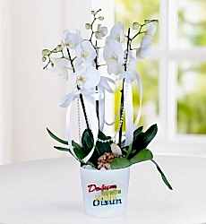 Doğum Günü Tebrikli 3 Dal Phalaenopsis Orkide