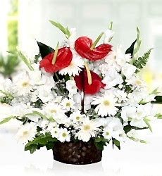 Antoryum Gerbera Sepeti Sepet içerisinde 3 adet kırmızı antoryum, 8 adet beyaz gerbera, 10 adet beyaz papatya ve 9 adet beyaz glayor ile hazırlanmıştır. Not; Papatyaların, yapısı gereği aranjmandaki çiçek adedine tomurcukları da dahildir.