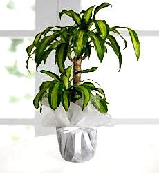 2'li Massangena